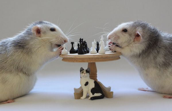 Крысы от Ellen van Deelen.